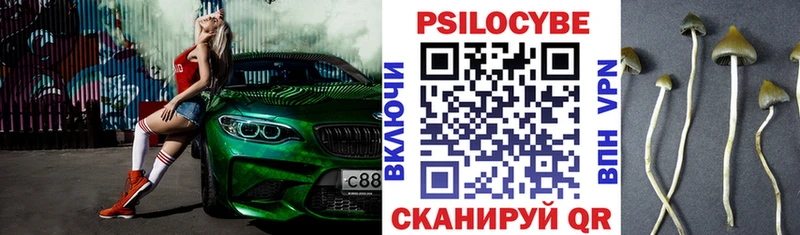 Купить где  Маркс  Псилоцибиновые грибы Psilocybine cubensis 